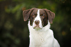 Mnsterlnder-Labrador-Border-Schferhund Portrait