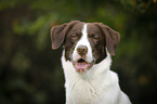 Mnsterlnder-Labrador-Border-Schferhund Portrait