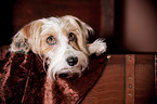 Parson-Russell-Terrier-Mischling