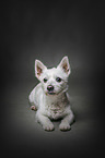 liegender West-Highland-White-Terrier-Mischling