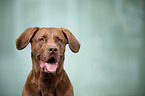 Labrador-Dogge-Mix Portrait