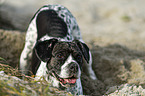 Pointer-French-Bulldog-Mischling im Sand