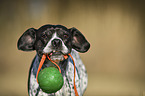 Pointer-French-Bulldog-Mischling Portrait