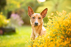 Podenco-Mischling Portrait