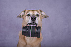 Schferhund-Mischling Portrait