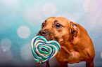 American-Staffordshire-Terrier-Mischling mit Lolli