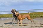 American-Pit-Bull-Terrier-Rhodesian-Ridgeback-Mischling mit Irischer Wolfshund