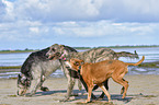 American-Pit-Bull-Terrier-Rhodesian-Ridgeback-Mischling mit Irischer Wolfshunden