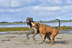 American-Pit-Bull-Terrier-Rhodesian-Ridgeback-Mischling mit Irischer Wolfshund