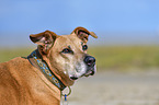 American-Pit-Bull-Terrier-Rhodesian-Ridgeback-Mischling Poprtrait