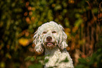 Wasserhund-Mischling Portrait