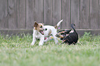 Dackel-Mischling Welpe mit Parson Russell Terrier Welpe