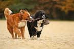 Berner-Sennenhund-Mischling und Neufundlnder-Mischling