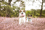 Herdenschutzhund-Mischling und Jack Russell Terrier