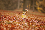 Chihuahua-Mischling im Herbst