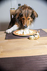 Hund klaut Essen vom Tisch