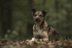 Schferhund-Mischling Rde