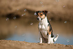 Parson-Russell-Terrier-Mischling im Herbst