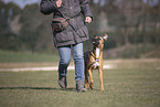 Whippet-Boxer im Training