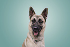 Malinois-Mischling Portrait