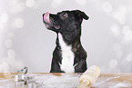 Schferhund-Labrador-Retriever Hndin