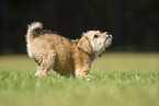 Terrier-Mischling Welpe
