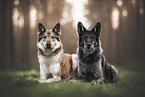 Wolfhunde