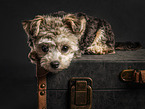 Bolonka-zwetna-Mischling Junghund