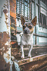 Chihuahua-Jack-Russell-Terrier Rde