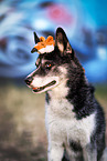 Husky-Mischling