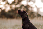 Labrador-Retriever-Deutsch-Kurzhaar