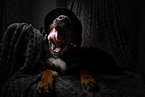 Schferhund-Mischling Welpe