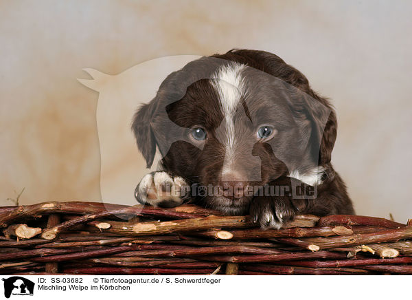 Mischling Welpe im Krbchen / Mongrel Puppy in basket / SS-03682