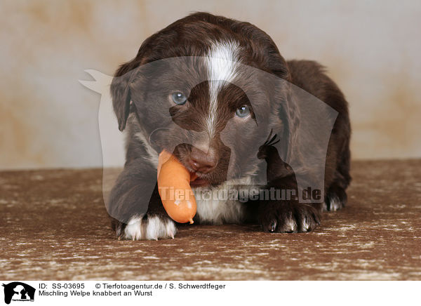 Mischling Welpe knabbert an Wurst / mongrel puppy eats sausage / SS-03695