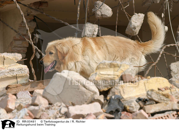Rettungshund beim Training / rescue dog / RR-00481