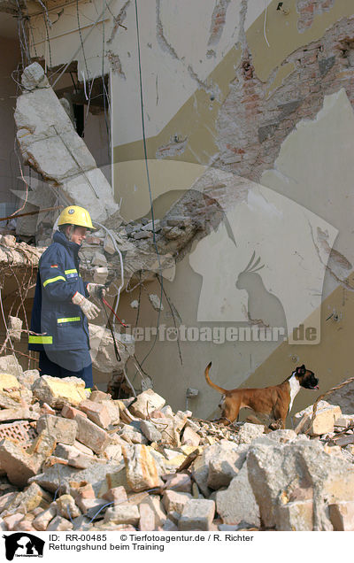 Rettungshund beim Training / rescue dog / RR-00485