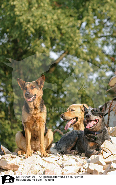Rettungshund beim Training / RR-00486