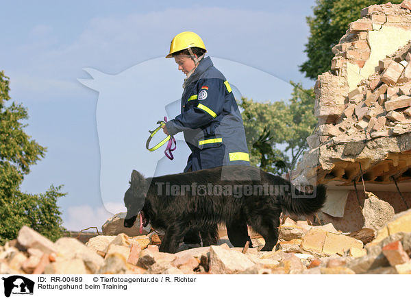 Rettungshund beim Training / rescue dog / RR-00489