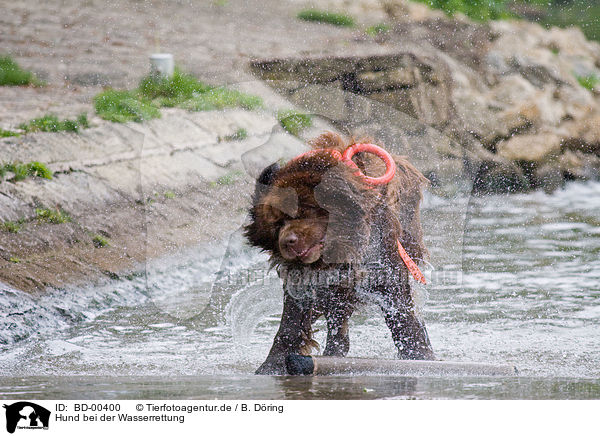 Hund bei der Wasserrettung / rescue dog / BD-00400