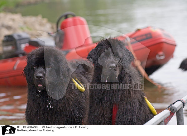 Rettungshund im Training / rescue dog / BD-00438