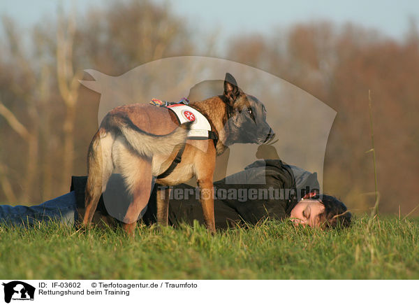 Rettungshund beim Training / IF-03602