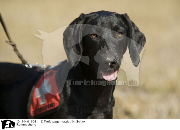 Rettungshund / rescue dog / NN-01694