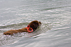 Hund bei der Wasserrettung
