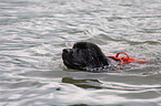 schwimmender Rettungshund