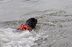 schwimmender Rettungshund