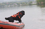 Hund bei der Wasserrettung