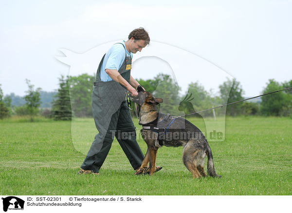 Schutzhundeausbildung / training protection dog / SST-02301