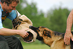 Schutzhundeausbildung