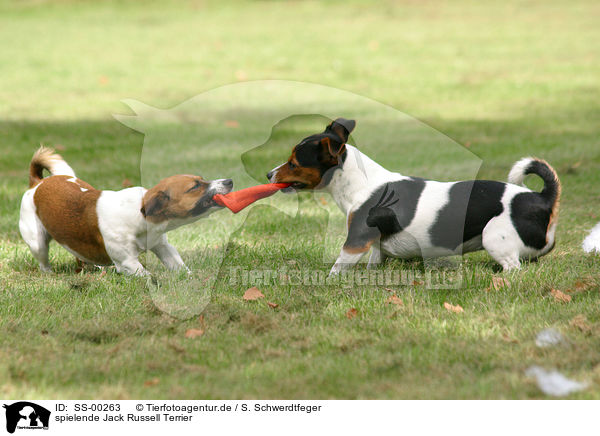 spielende Jack Russell Terrier / SS-00263