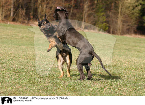 spielende Hunde / playing dogs / IP-00263